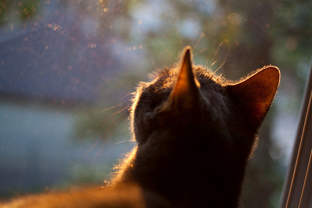 _极限滑板竞速:城市街头的速度狂欢_,极限滑板车百科