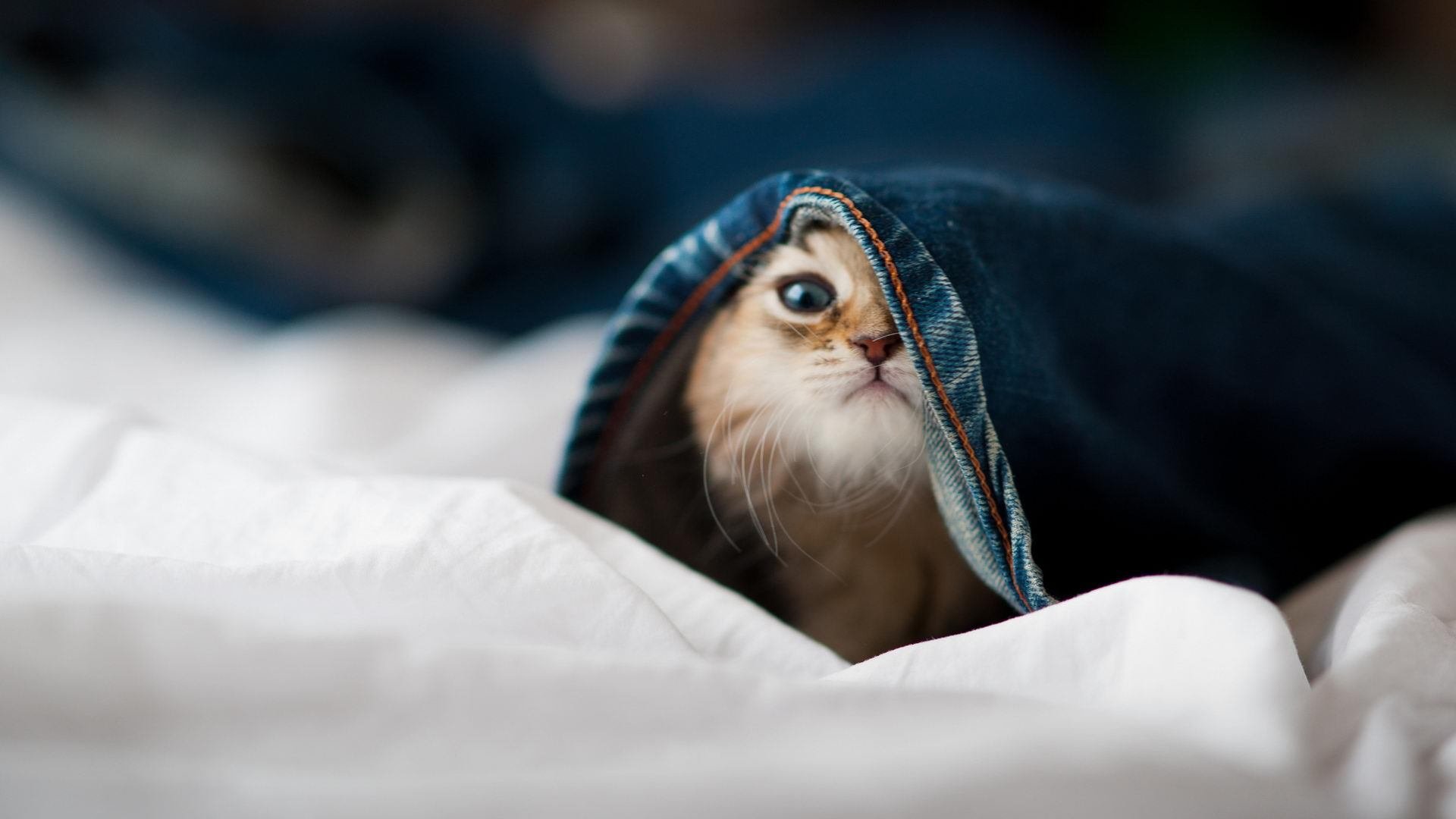 _魔术队迎来重要胜利,球迷欢呼雀跃_,魔术队官网