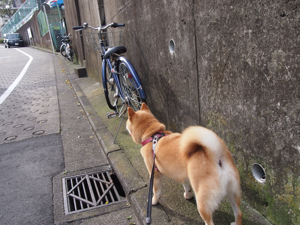 JIUYOU GAMING-“法甲盛大赛事：新秀亮眼，豪门拼搏激烈”，法甲大名单