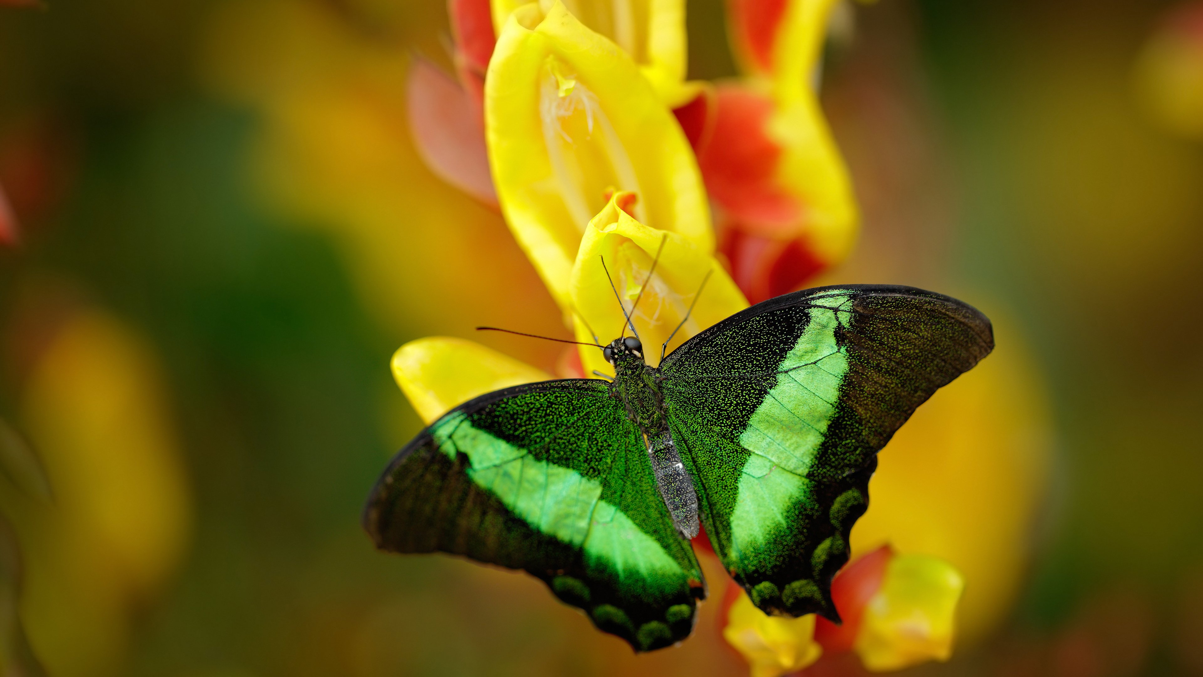 九游（jiuyou.com）游戏-意甲：那不勒斯3-0完胜博洛尼亚，奥斯梅恩表现出色，那不勒斯对阵博洛尼亚