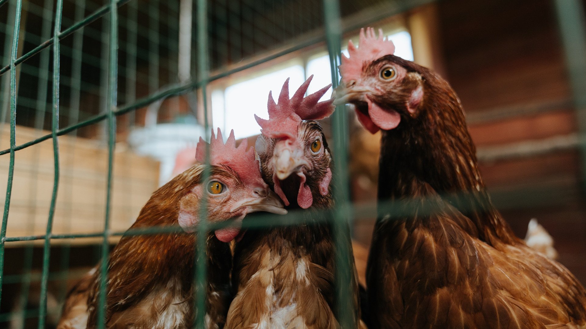 东京FC队员发挥出色,带领球队走向成功,fc东京球队介绍