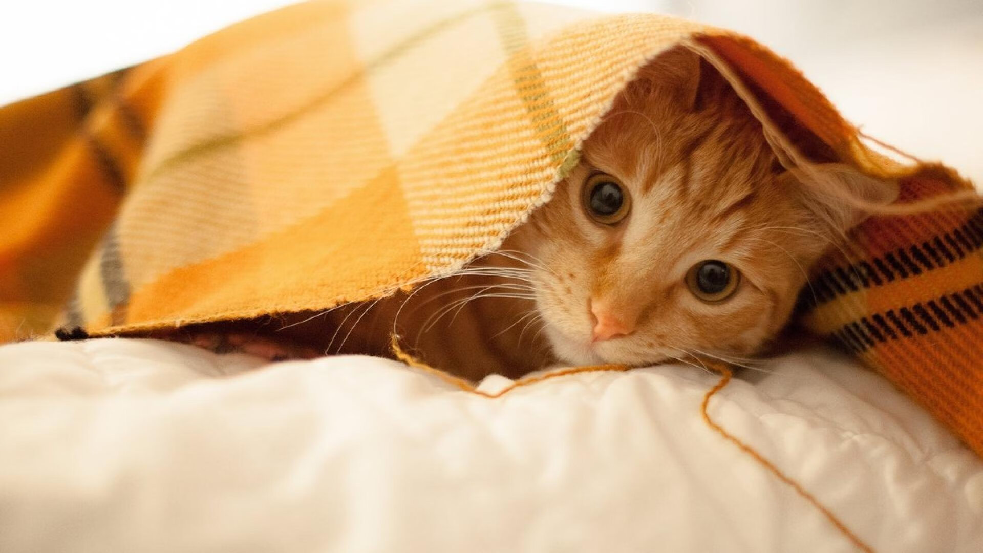 九游下载安装-恒大对阵韩国球队，争夺决赛席位，恒大踢得过日本韩国国家队吗