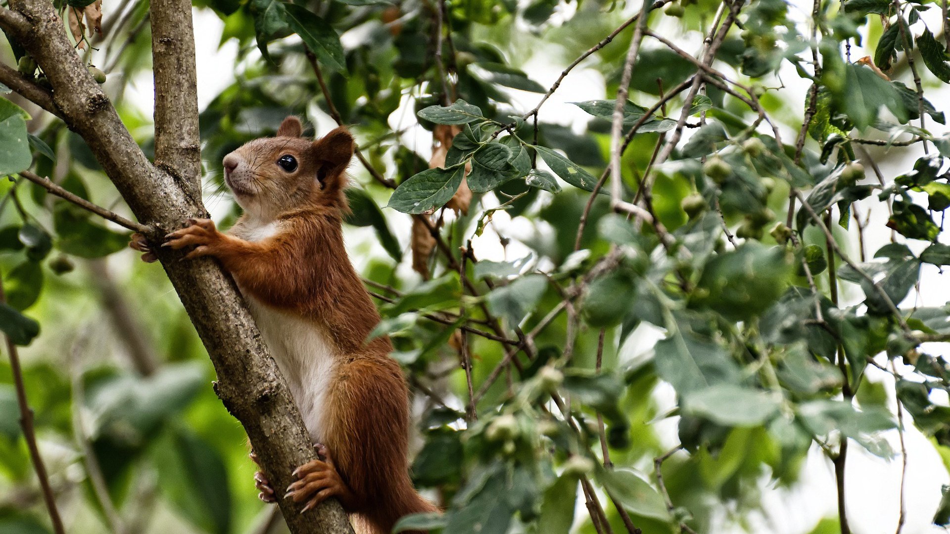 九游网游官网-恒大球员受伤，对球队实力造成影响，恒大球员去向