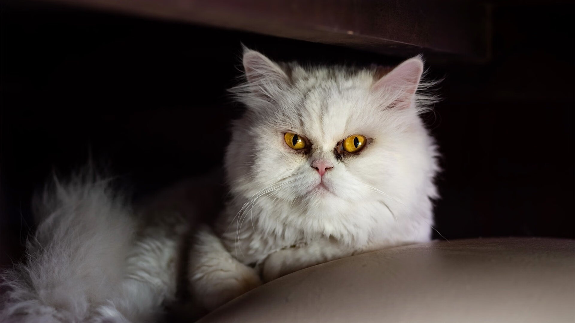 独行侠队势不可挡,获得背靠背双杀,独行侠是什么队伍