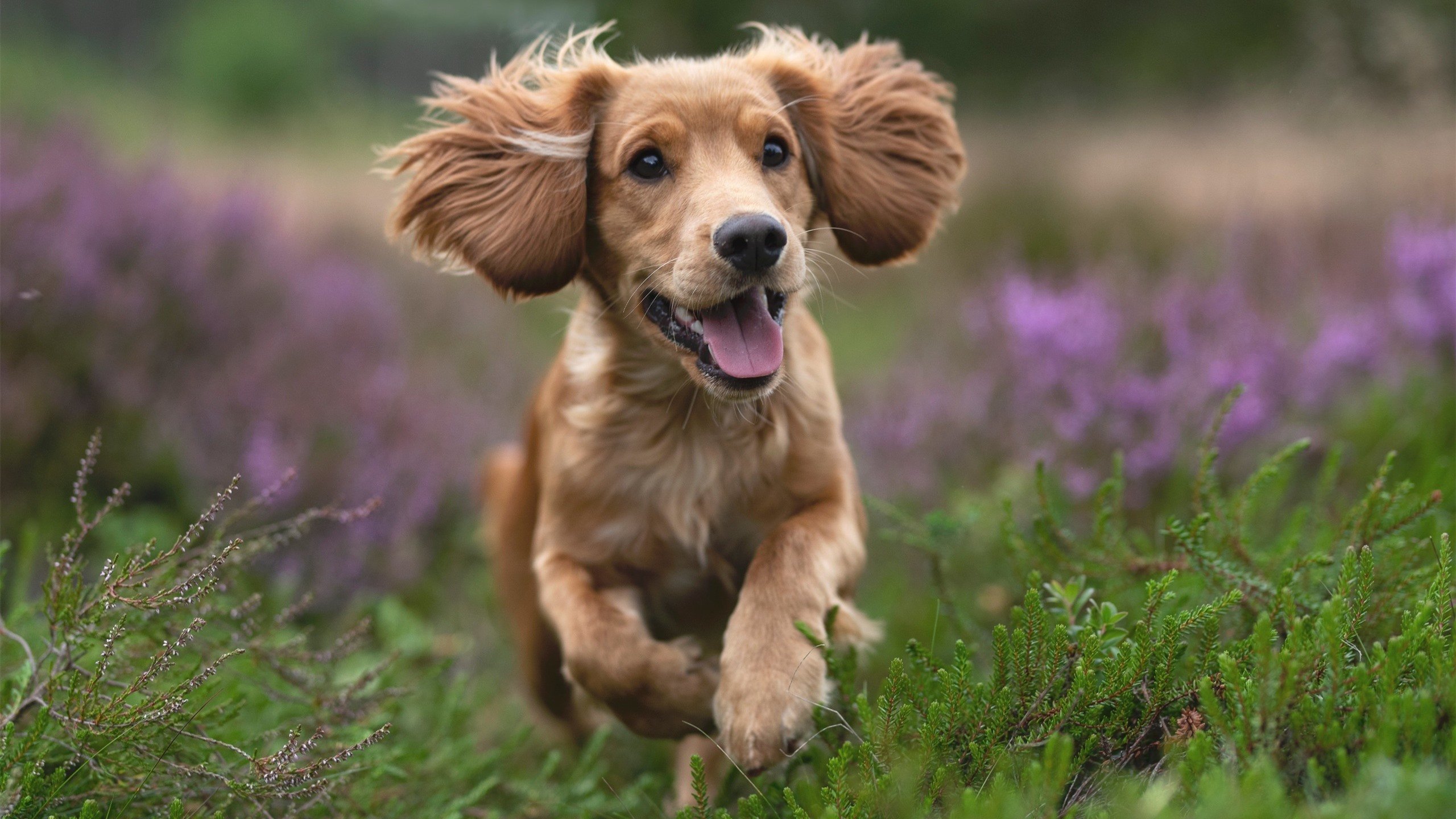 马竞中场突破射门,助球队赢得胜利,马竞中场突破射门,助球队赢得胜利