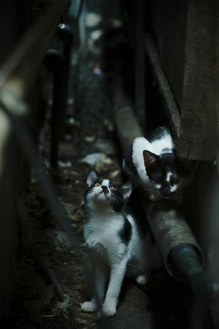 大学生体育课兴趣导向型教学改革策略，体育课兴趣的培养