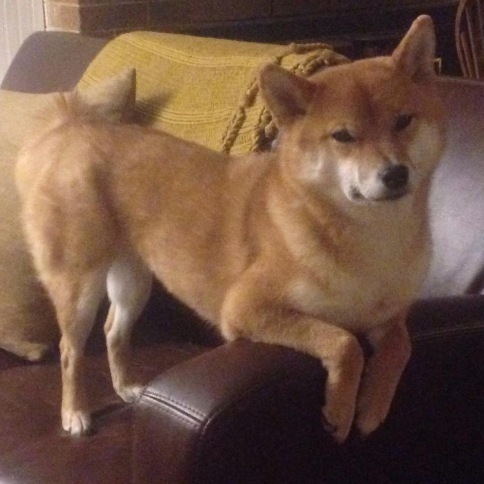 九游网页版官网-中国女篮核心阵容逐步稳定，中国女篮主力队员简介