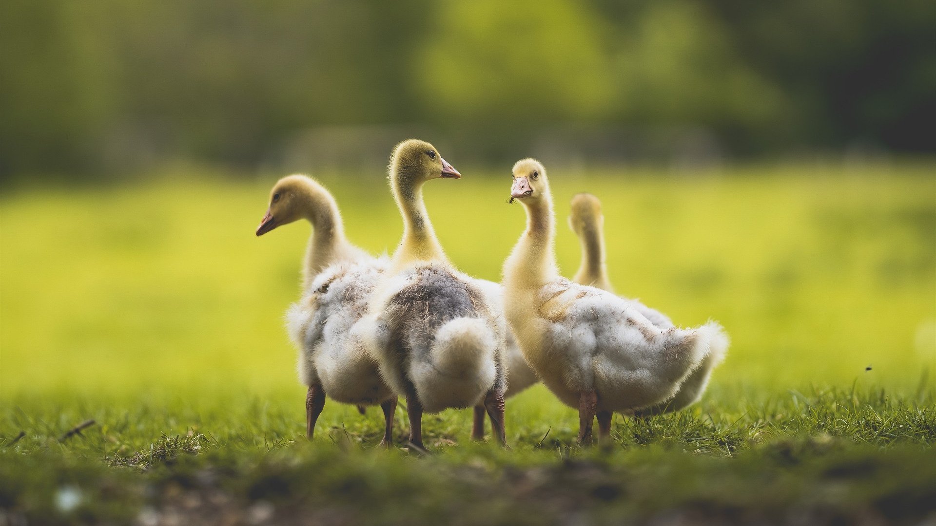 九游游戏中心官网-国家乒乓球队海外拉练成果显著，乒乓球海外华人