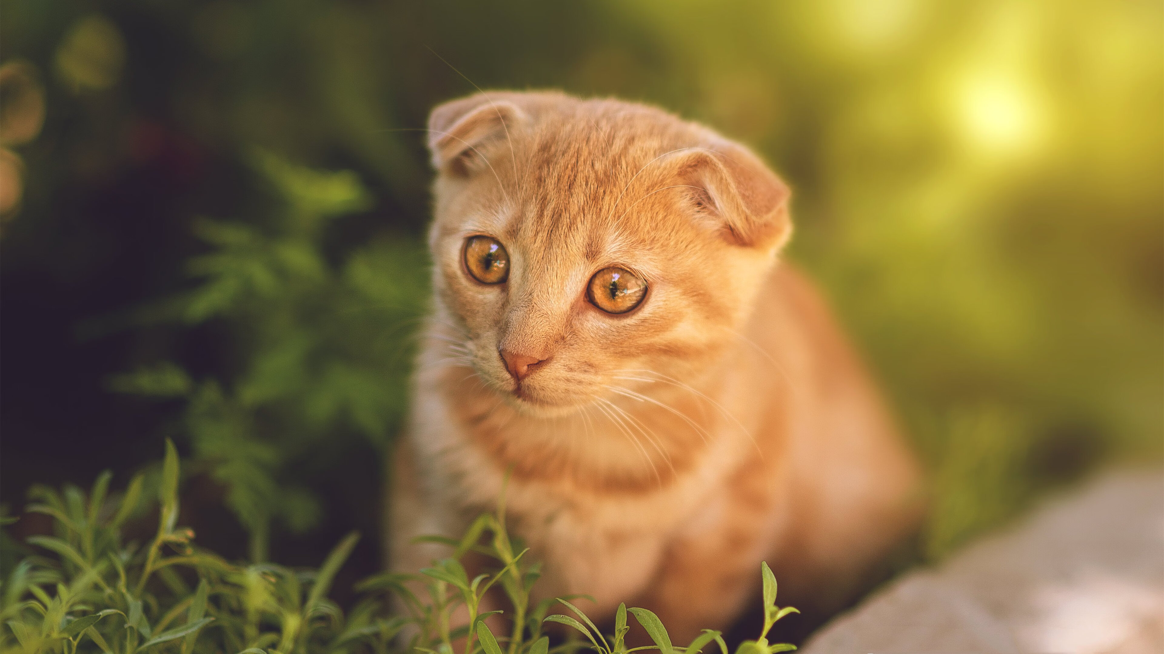 九游网页版官网入口-弗赖堡锋线冲击力增强打出关键突破，弗赖堡前锋