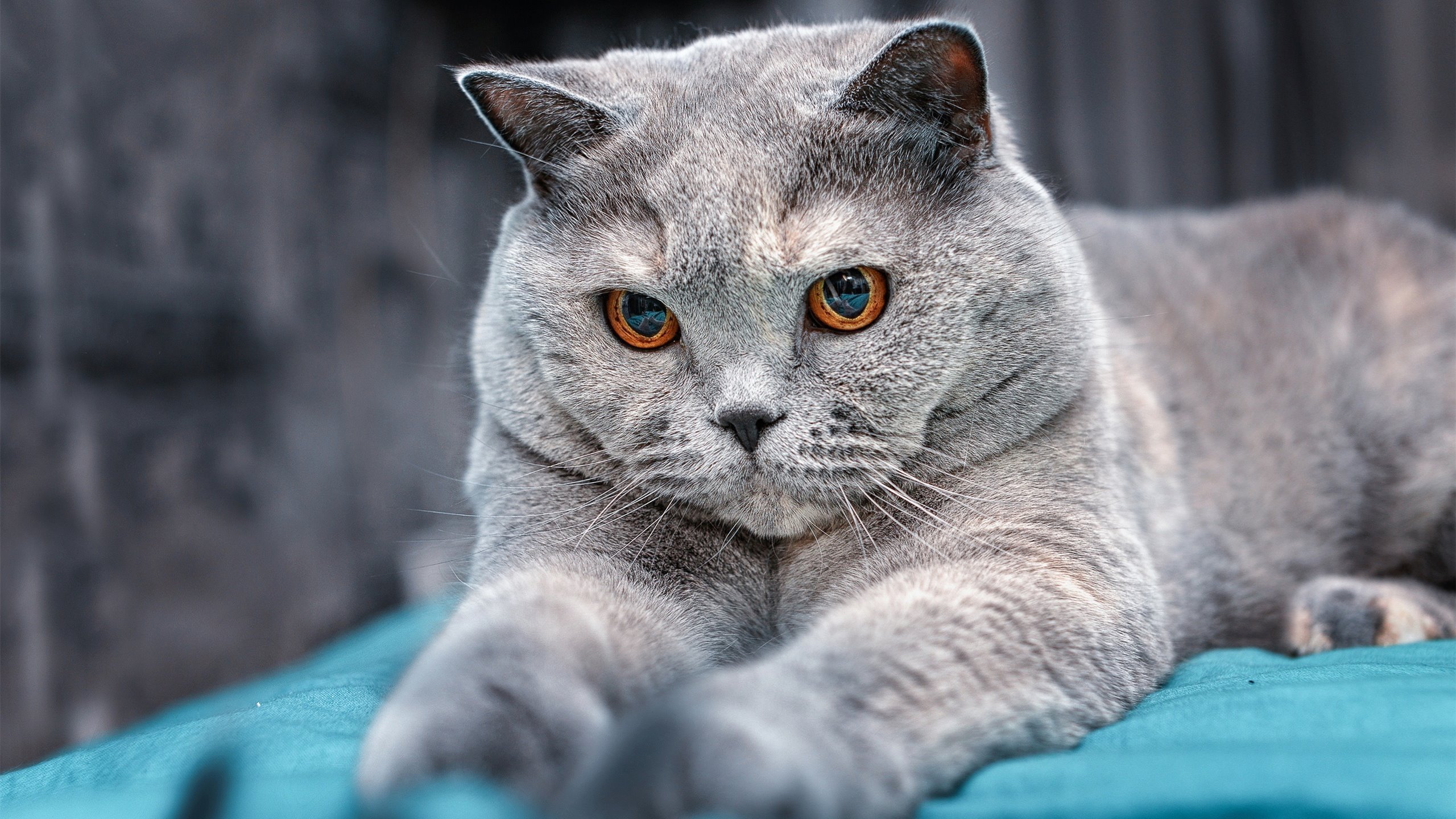 查尔莫斯领跑100自预赛,查尔莫斯防守怎么样