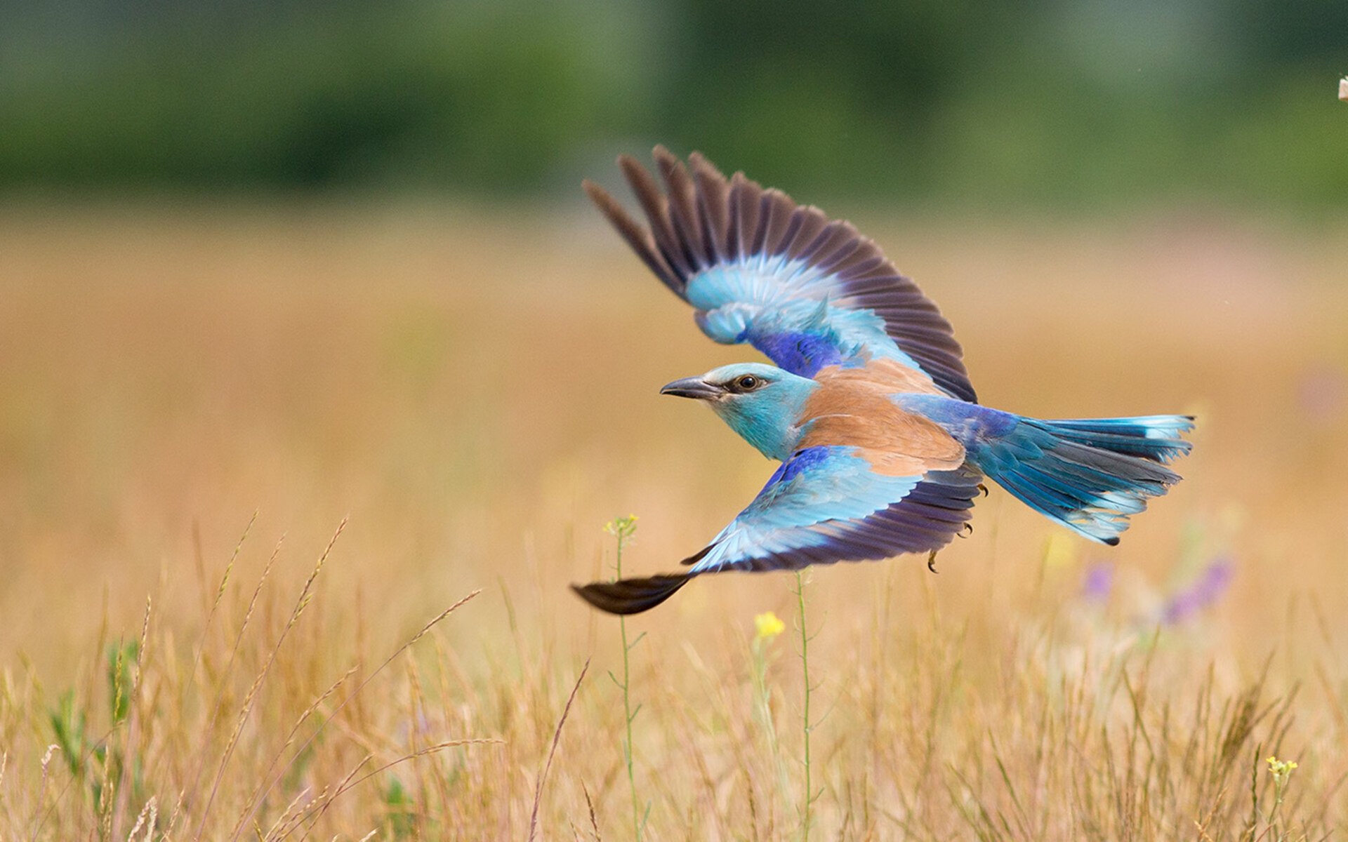 塔特的精准传球令对手防线无从应对，袋鼠队胜利之匙