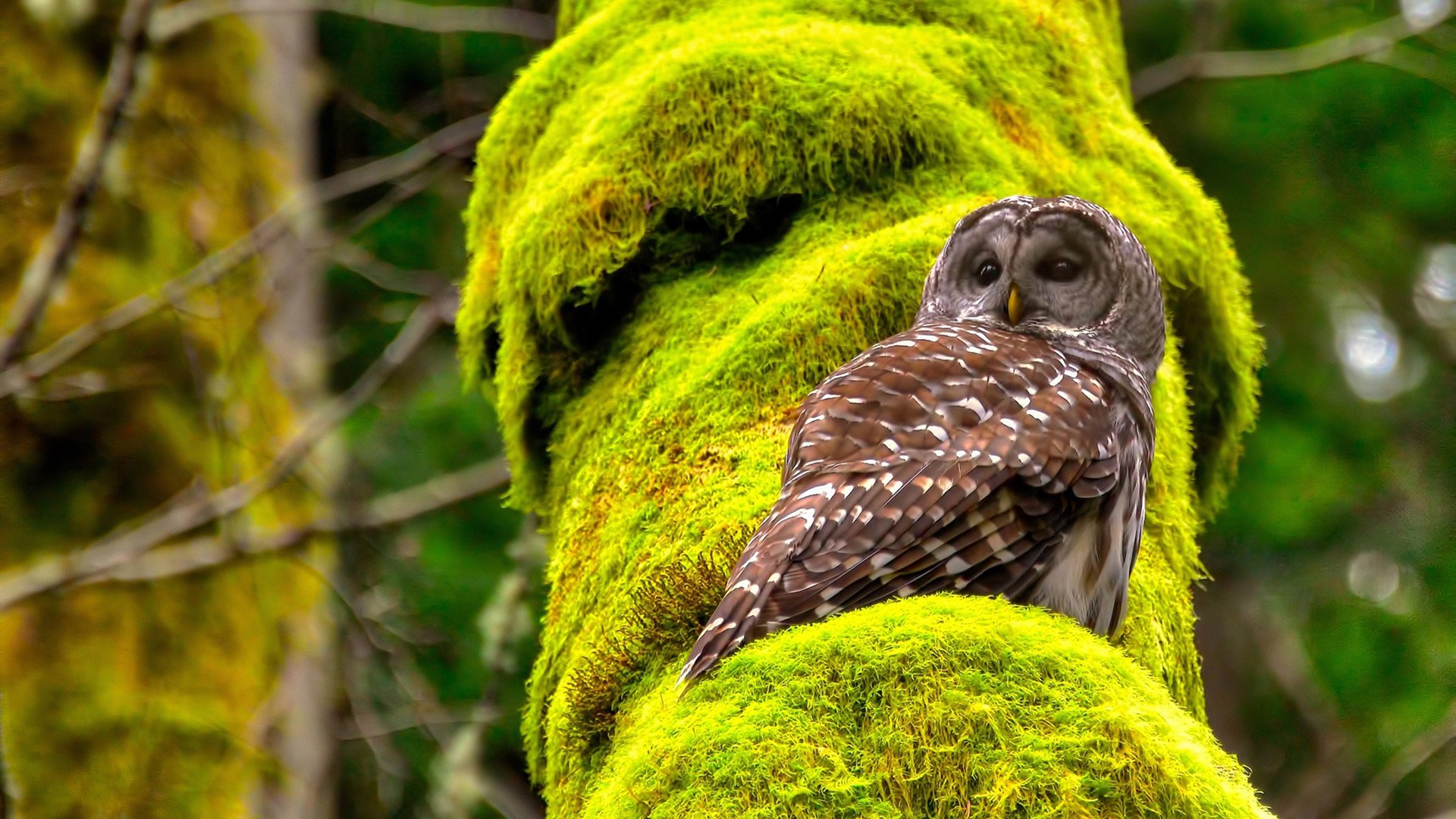 德甲速度突破:突破防线,瞬间得分!,德甲最快速度