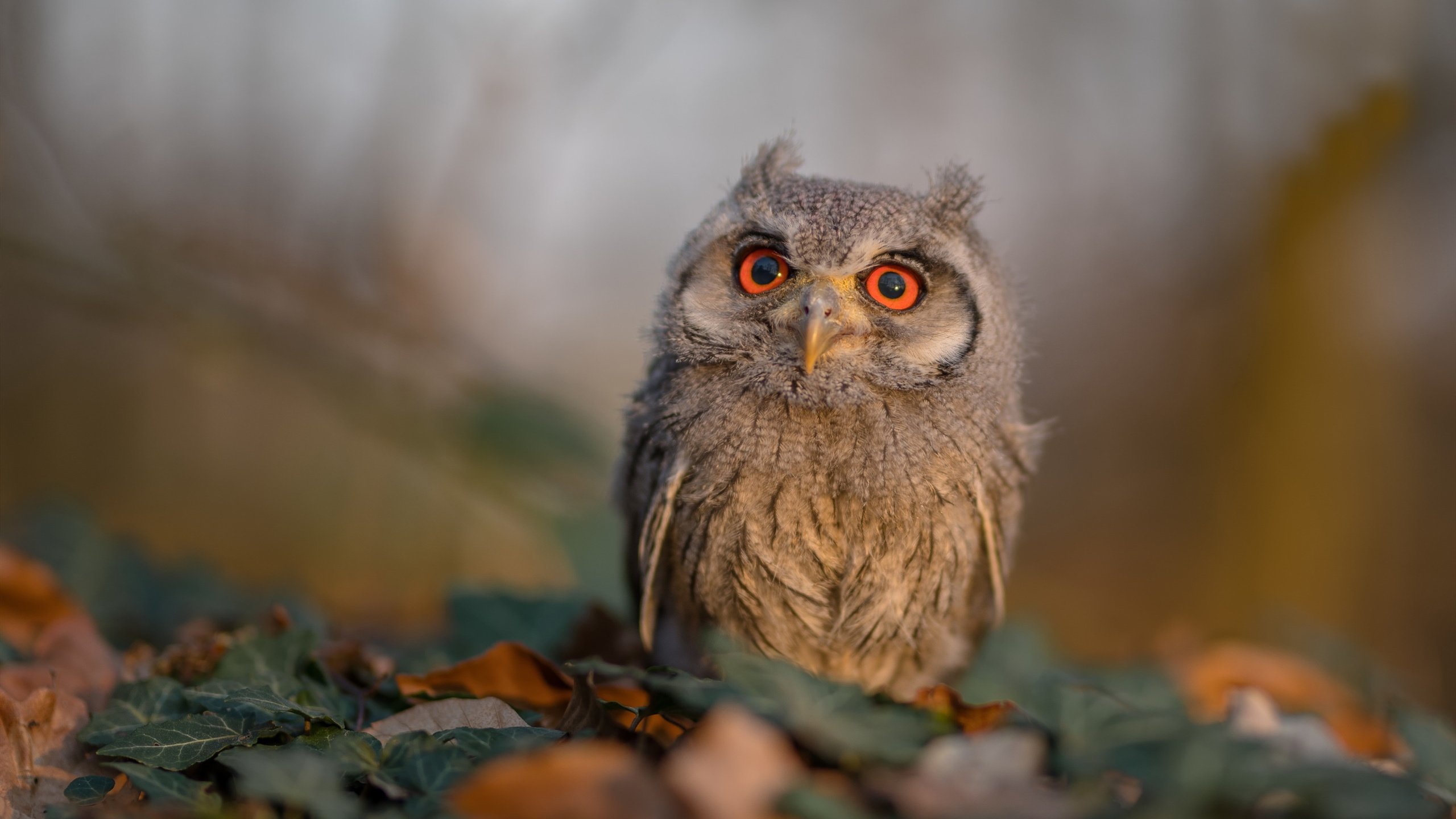 JiuyouAPP下载-意甲边路速度型球员盘点，意甲最快速度