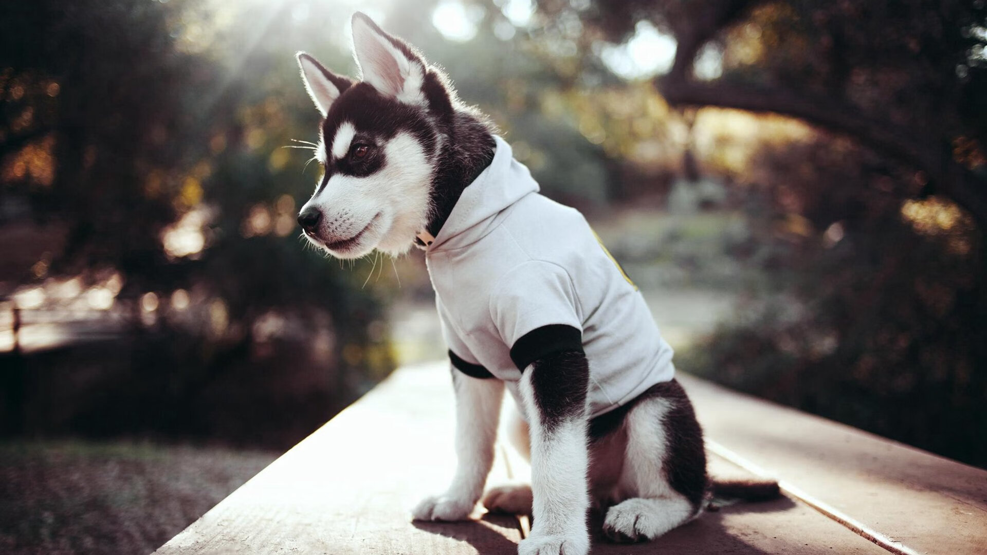 维尔·冯·威克:突破对方防线的利器,为南非队带来攻击优势,维尔纳冯西门子简介