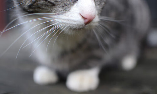 莱谢恩·卡萨斯后程爆发力惊艳全场,莱恩卡斯滕